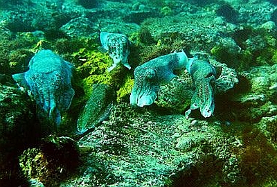 Cuttlefish closure in SA